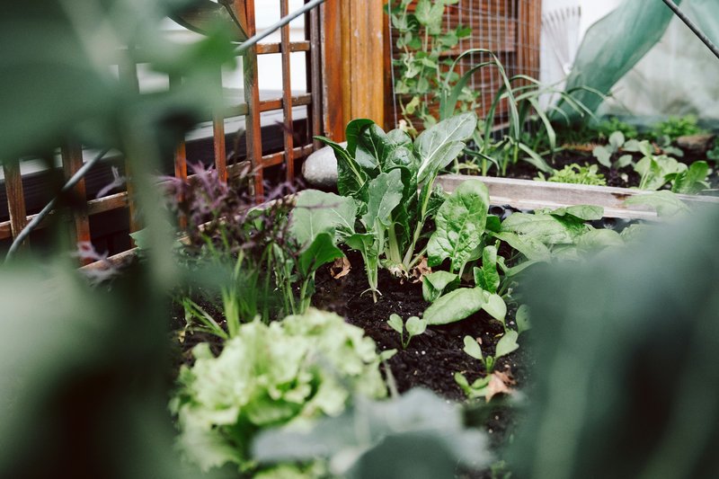 winter garden